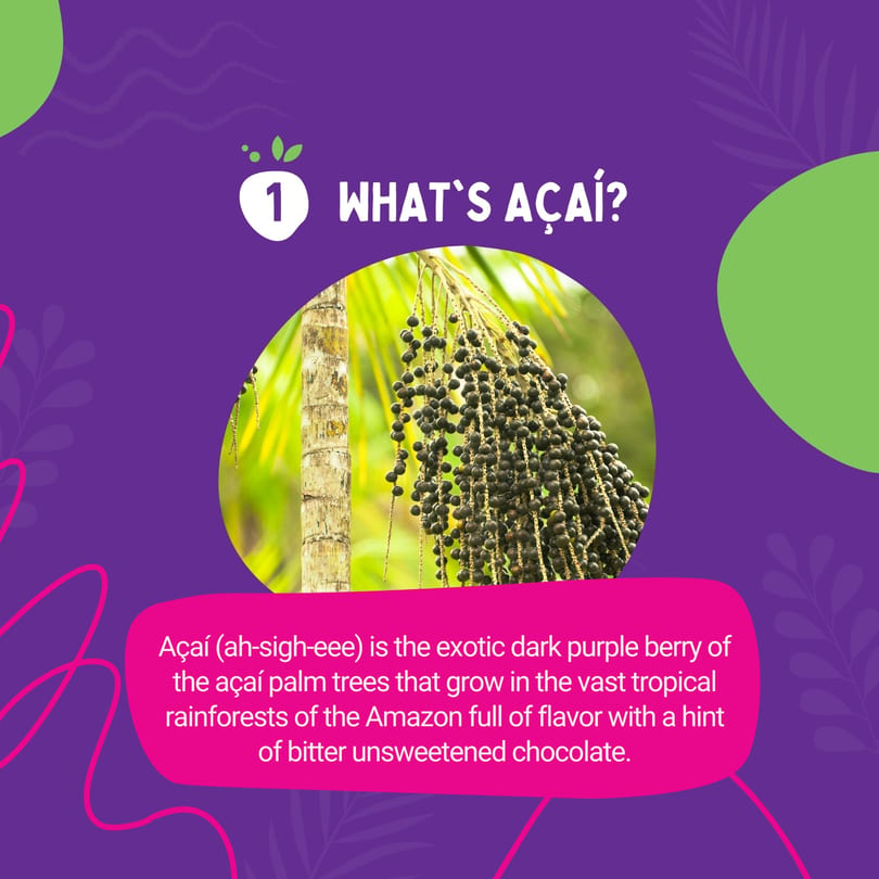 Close-up of dark purple açaí berries hanging in clusters from a palm tree.