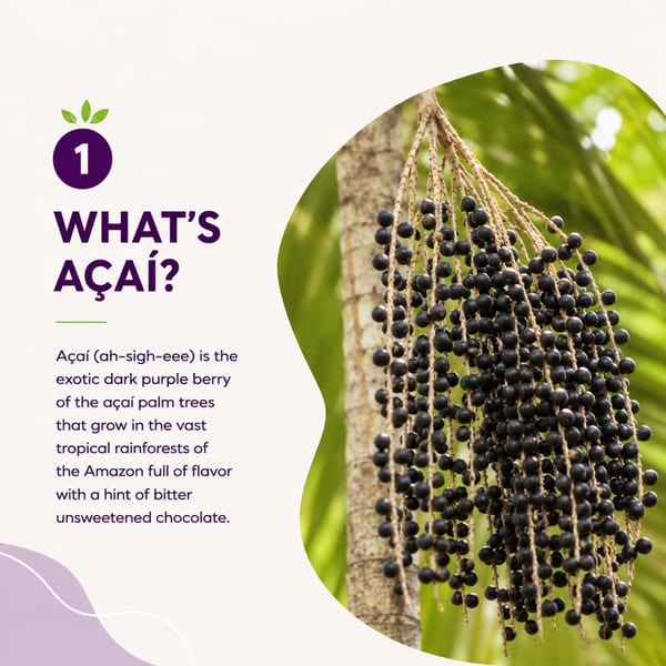 Clusters of dark purple açaí berries hang from a palm tree against a green, leafy background.