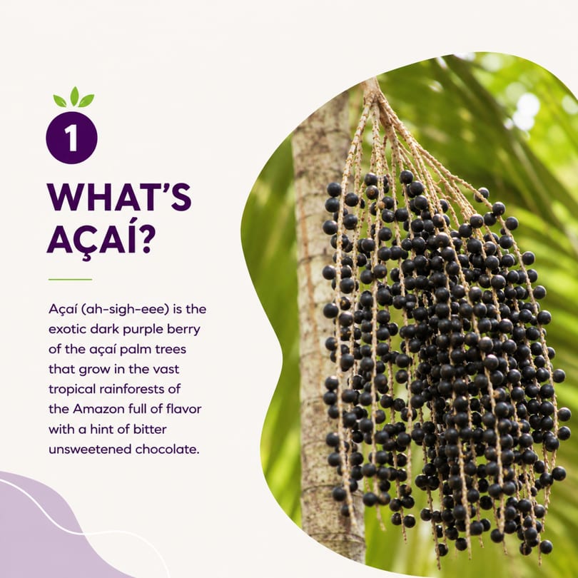 Clusters of dark purple açaí berries hang from a palm tree against a green, leafy background.